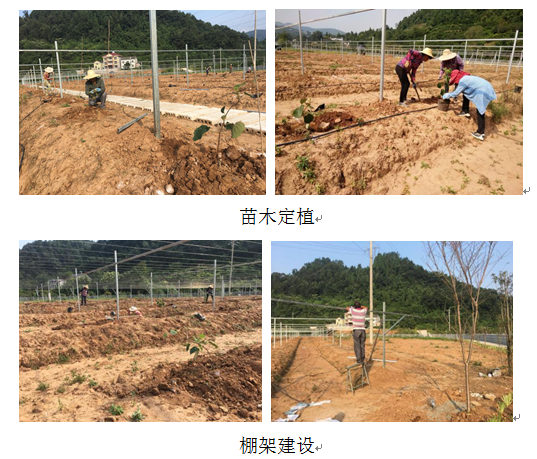 猕猴桃品种资源圃初步建成 – 项目进展 – 湖北省宜昌市农业科学研究院 – 欢迎