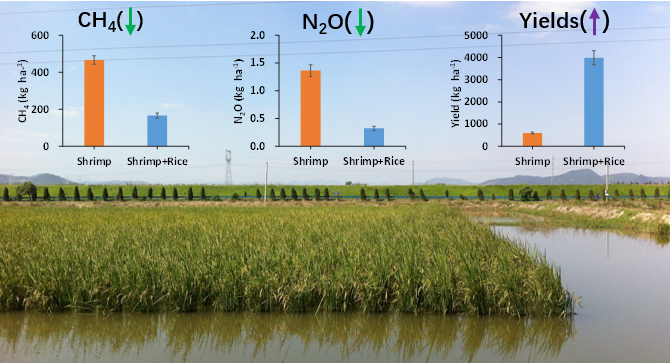 研究创建丰产减排的稻渔共作新模式