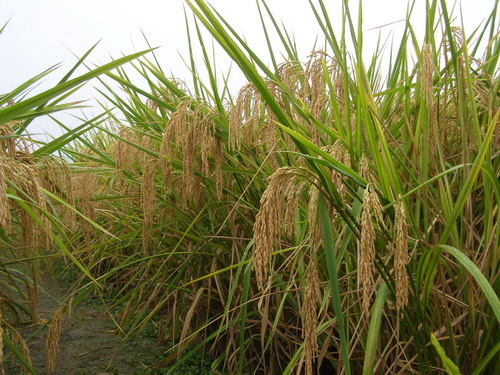 杂交水稻—-中国科学院带农业生态研究所