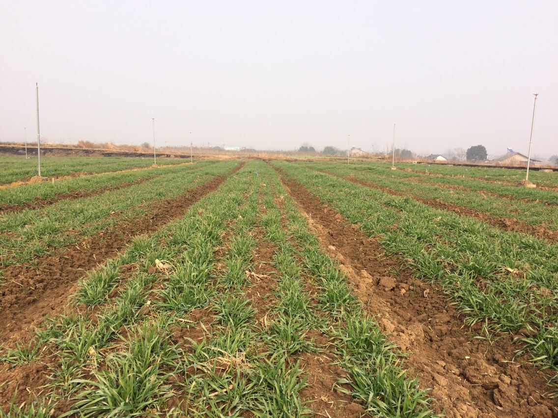 我院冬小麦区域试验进展顺利 – 项目进展 – 湖北省宜昌市农业科学研究院 – 欢