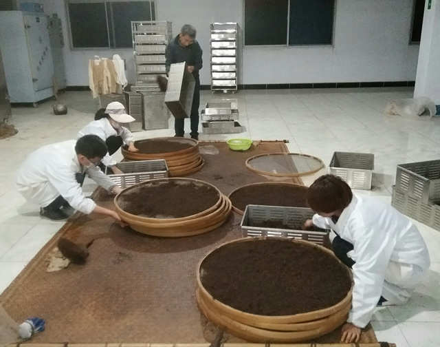茶香满衣 清风满怀红茶科技攻关再出发 – 项目进展 – 湖北省宜昌市农业科学研究