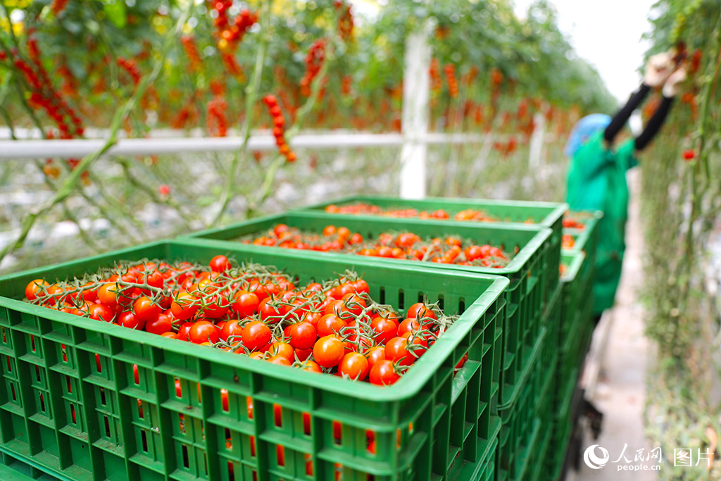 7月9日，在山东莱西市一家智慧农业产业园，工人在采摘西红柿。/