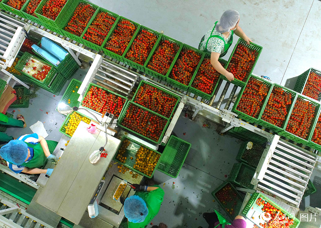 7月9日，在山东莱西市一家智慧农业产业园，工人在对果品进行分拣包装。/