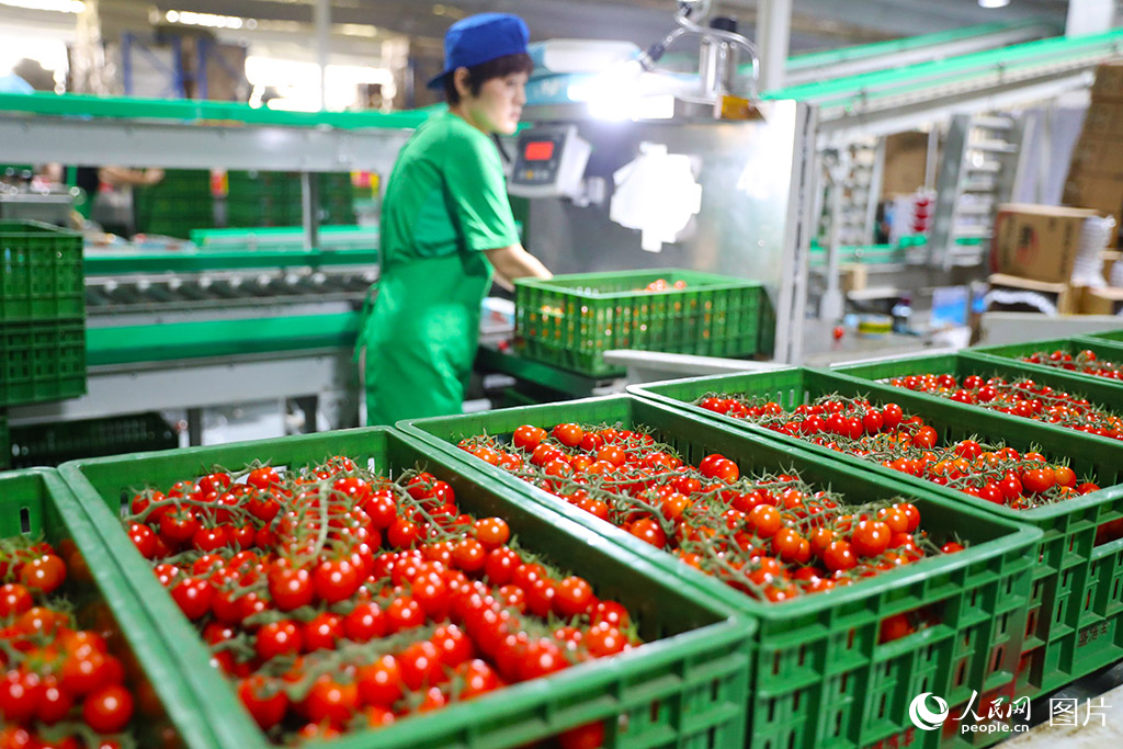 7月9日，在山东莱西市一家智慧农业产业园，工人在对果品进行分拣包装。/