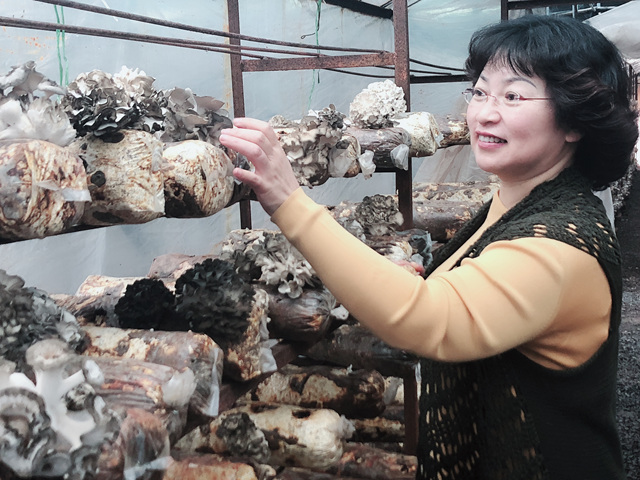 我院引进的食用菌新品种灰树花已大量出菇 – 项目进展 – 湖北省宜昌市农业科学研