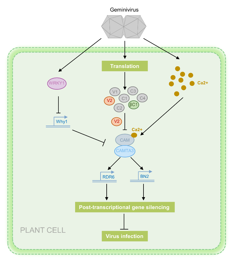 新机制揭示WRKY1调控影响植物对双生病毒的抗性